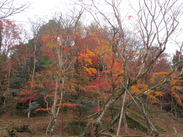 残り紅葉の耶馬渓・太平山へ　2015.12.6（日）_a0166196_21284175.jpg