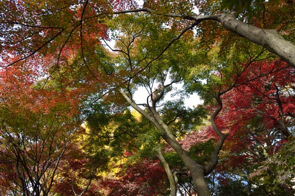 やっと来ました御苑の紅葉！_f0233999_2039415.jpg