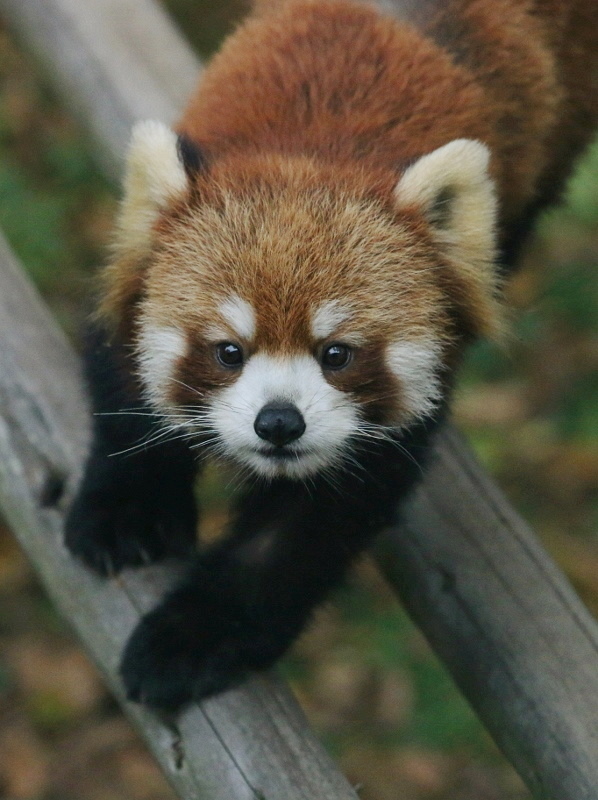 レッサーパンダ レッサーパンダの町 鯖江 : レサパン日和