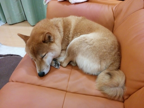 丸まっております 食う呑む浮遊記 おじちゃんの生活習慣記録 丸まっております 食う呑む浮遊記 おじちゃんの生活習慣記録