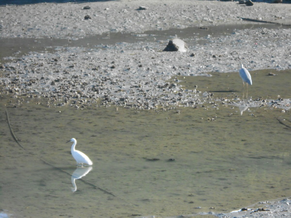 名勝和歌の浦　和歌の浦干潟_c0367107_18131583.jpg