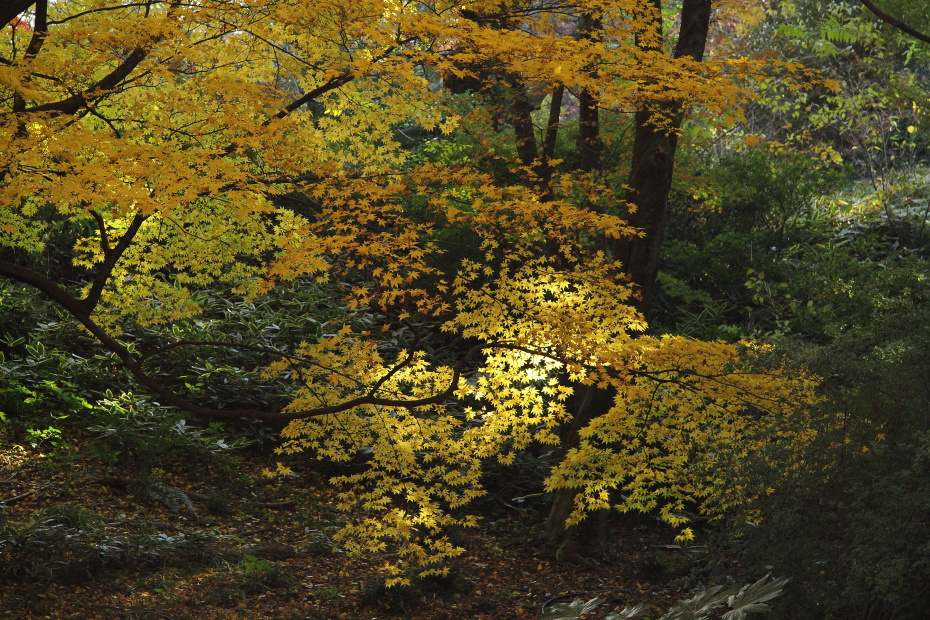 紅葉の木漏れ日_b0190710_19373389.jpg