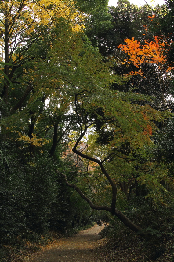 紅葉の木漏れ日_b0190710_19375879.jpg