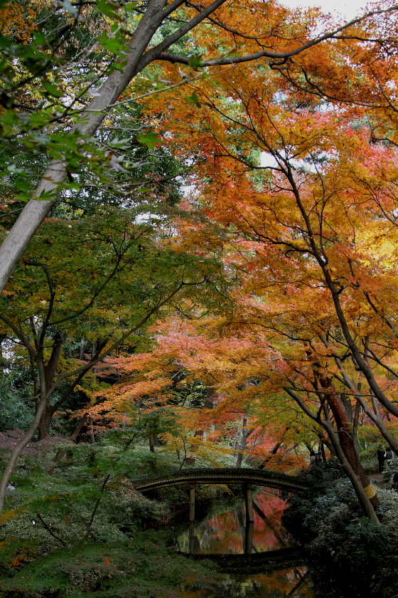 紅葉の木漏れ日_b0190710_19382282.jpg