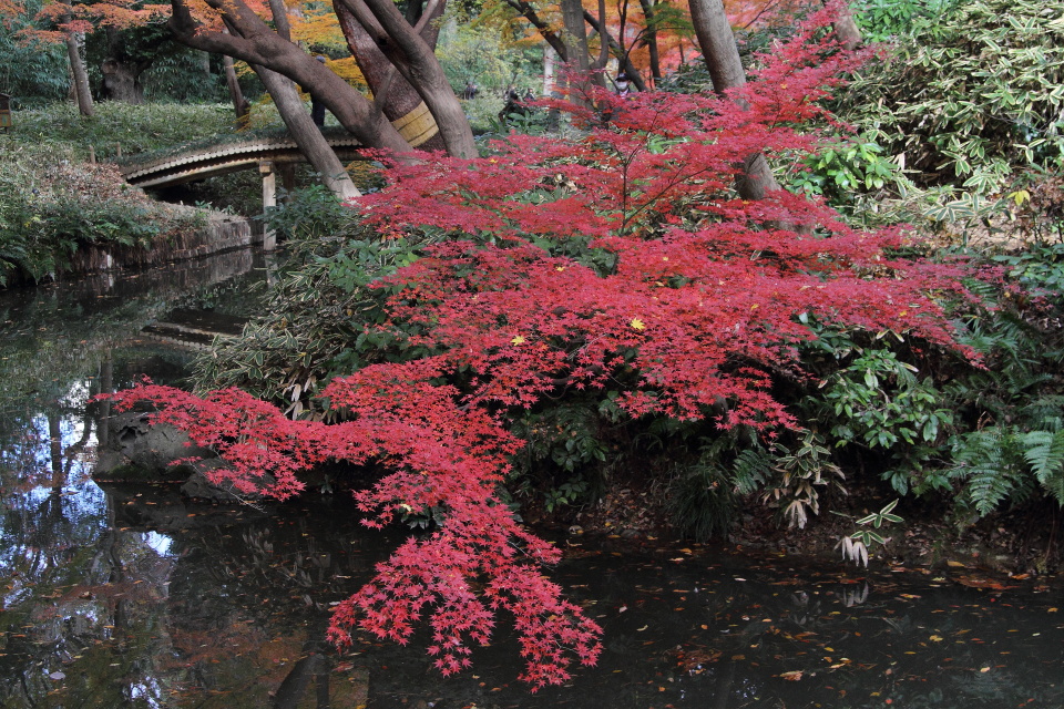 紅葉の木漏れ日_b0190710_19384557.jpg