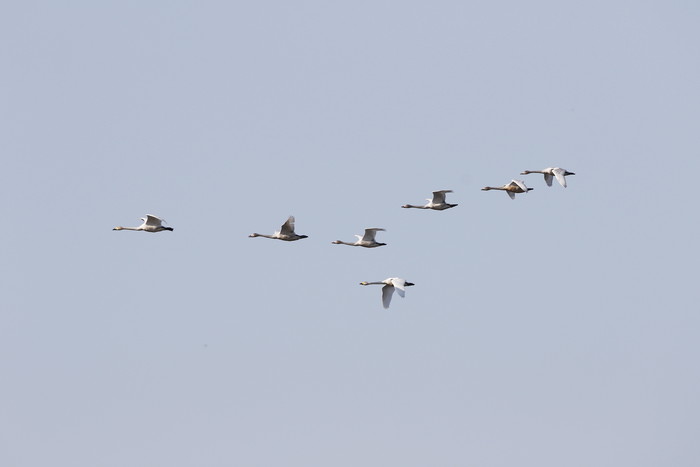 多々良沼でシベリヤからの冬の使者、7羽の白鳥の飛来を確認しました。_f0239515_2227212.jpg