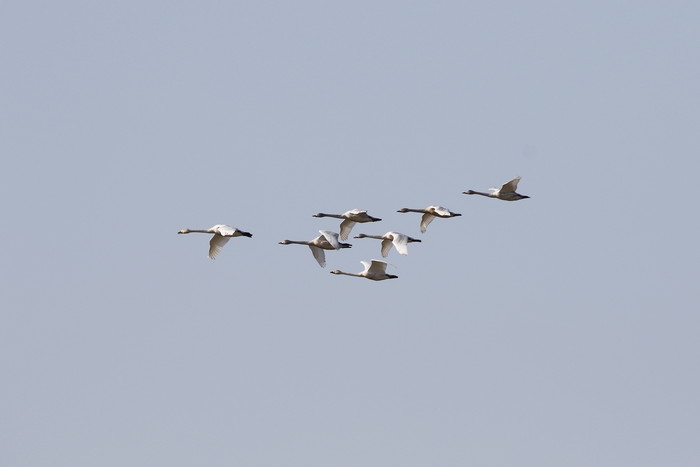 多々良沼でシベリヤからの冬の使者、7羽の白鳥の飛来を確認しました。_f0239515_22272989.jpg