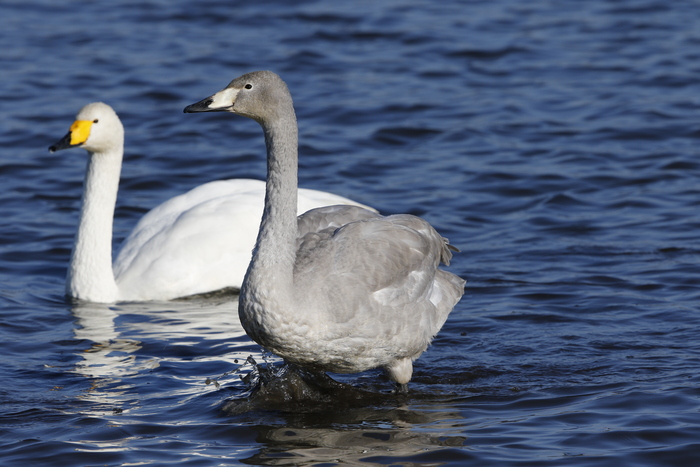 多々良沼でシベリヤからの冬の使者、7羽の白鳥の飛来を確認しました。_f0239515_22543797.jpg