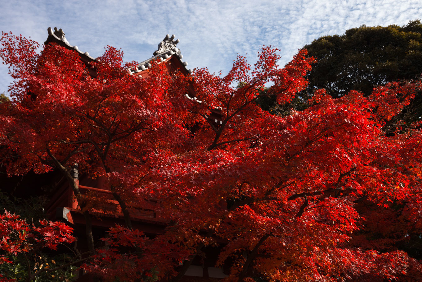 本土寺の紅葉_c0369219_19402383.jpg