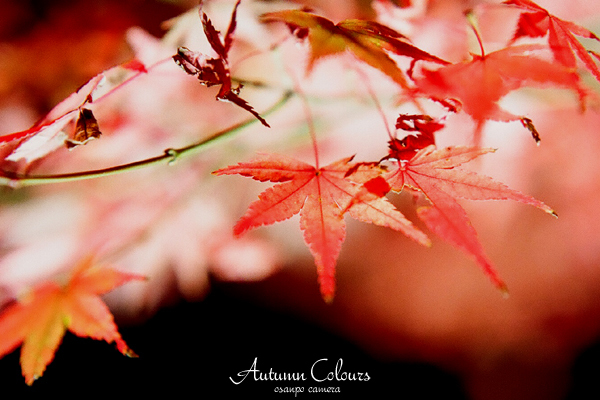 Autumn Colours　1 - お散歩キャメラ