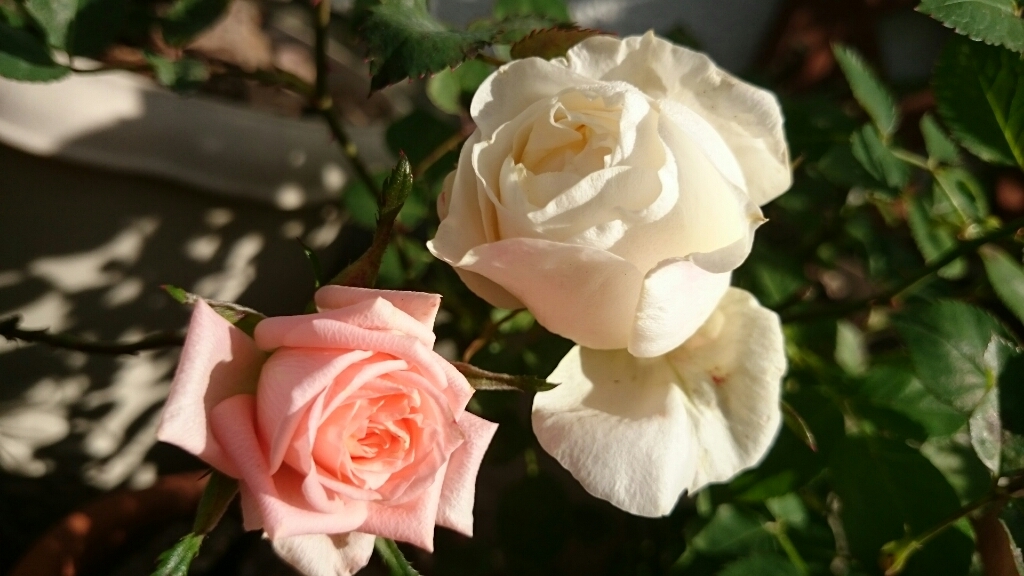 e0263224_11295002.jpg