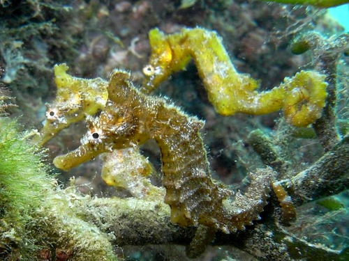 「熊本・水俣 ダイビングスポット不知火湾とダイビングサービスSEA HORSE」_a0000029_0594553.jpg