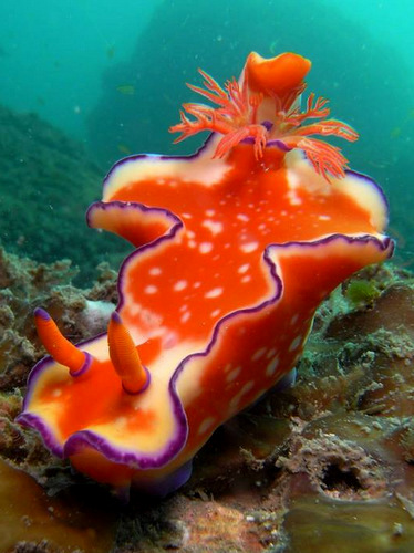 「熊本・水俣 ダイビングスポット不知火湾とダイビングサービスSEA HORSE」_a0000029_11535.jpg