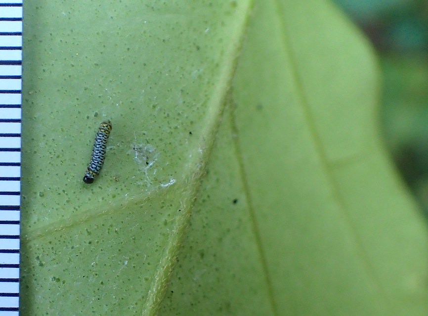 アサギマダラの幼虫たち（2015年12月8日） _d0303129_2134581.jpg