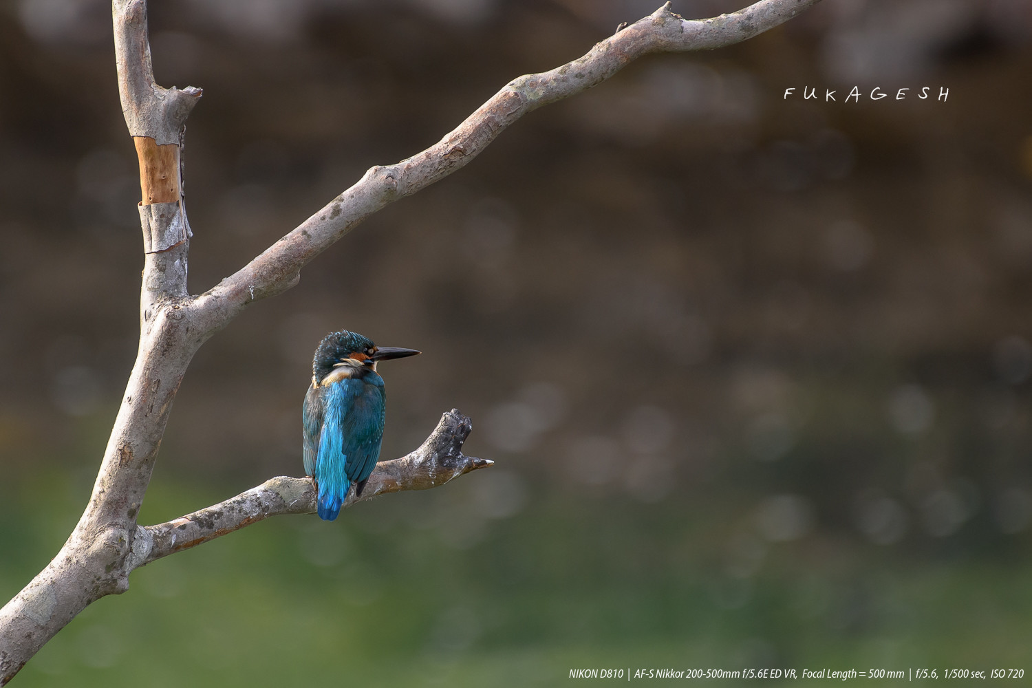 ニコン 200-500mm F5.6 を買ってみた。 : Slow Life is Busy