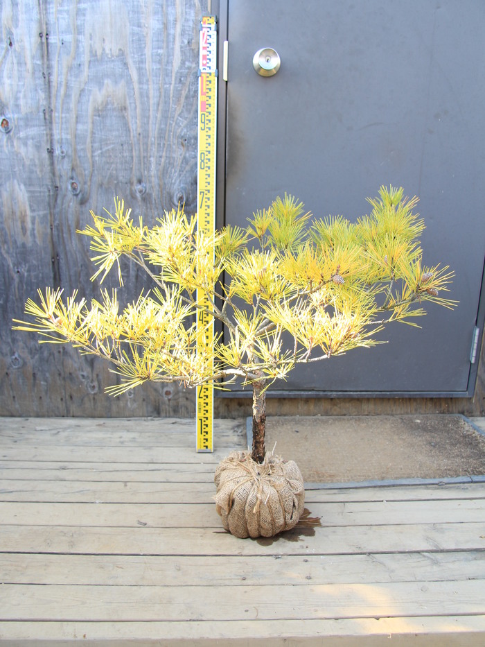 オウゴンマツ 黄金松 黄金黒松 珍品 希少品 販売 画像 写真 価格 値段