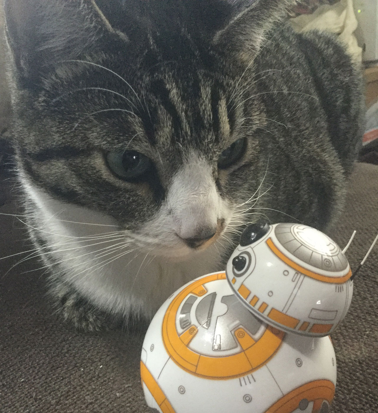 BB-8カームヒアではなくOkayBB-8 オウキェイ ビィビィアイト_d0067943_12124312.jpg