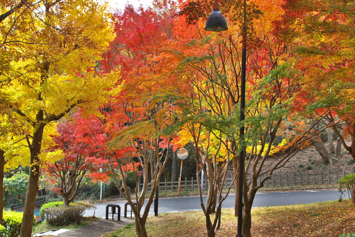 里山の紅葉２_d0029744_16575511.jpg