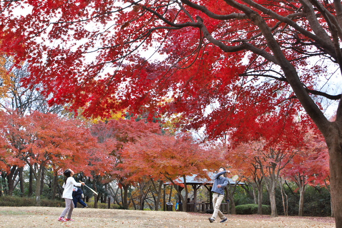 里山の紅葉２_d0029744_16585960.jpg