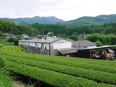 菊池水源茶 『菊池水源紅茶』無農薬・無化学肥料!有機栽培の紅茶を大好評発売中!!_a0254656_1821958.jpg
