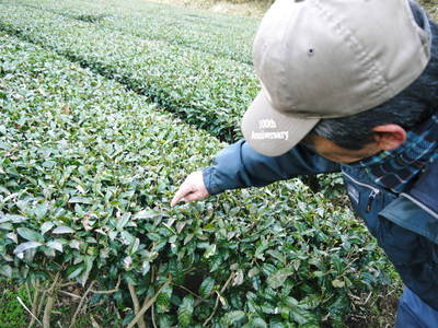 菊池水源茶 『菊池水源紅茶』無農薬・無化学肥料!有機栽培の紅茶を大好評発売中!!_a0254656_1921317.jpg