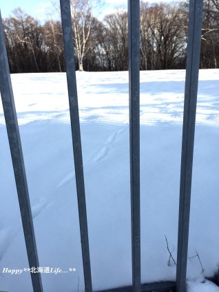a0337860_21454223.jpeg