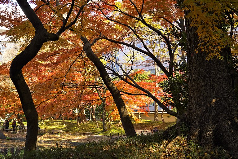 小石川後楽園（１２月７日）_c0057265_3285531.jpg