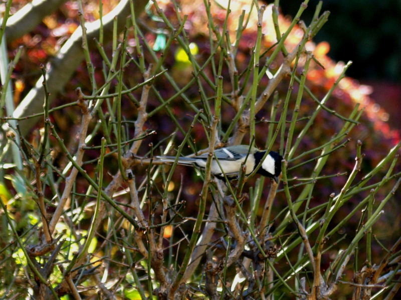 f0208666_10225793.jpg