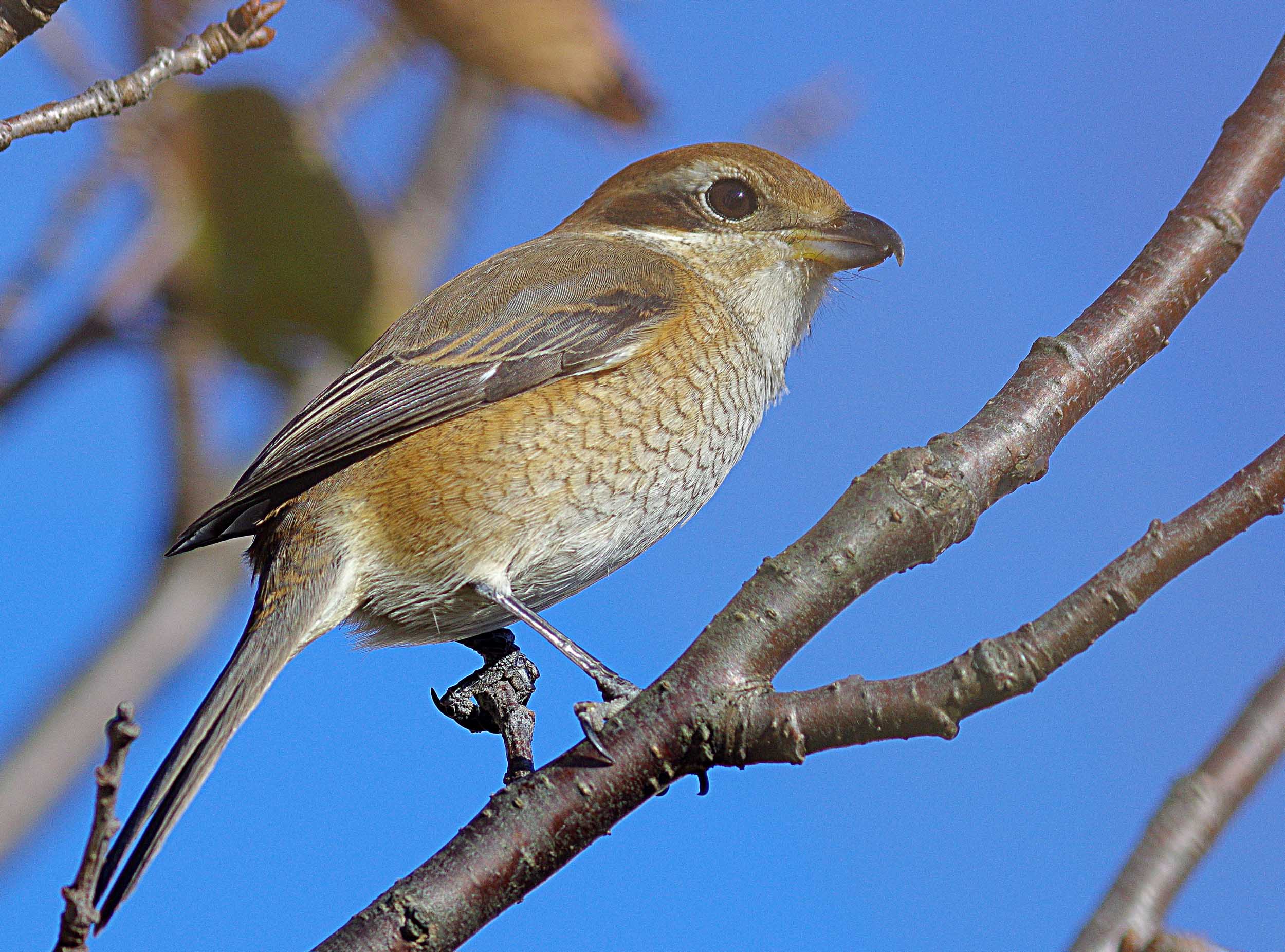 2015年　１２月　野鳥_c0176183_16455386.jpg