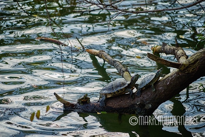 大濠公園の動物たち_e0135098_2022847.jpg