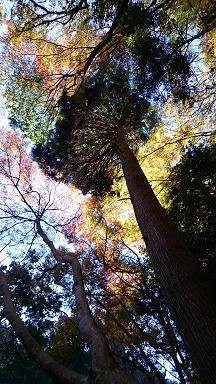 最後の紅葉_f0042307_10192785.jpg