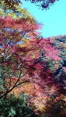 最後の紅葉_f0042307_1019895.jpg