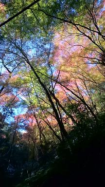 最後の紅葉_f0042307_10235114.jpg