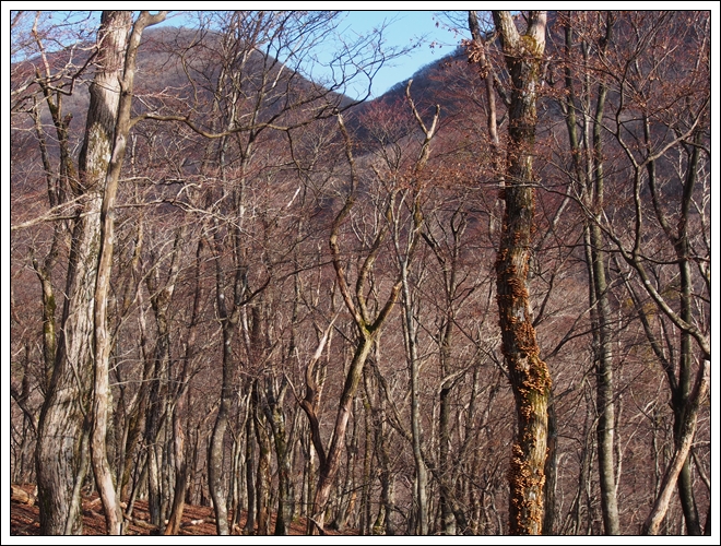 2015/12/05 晩秋の御池岳…伊勢尾から丁字尾根周回_f0052108_15455722.jpg