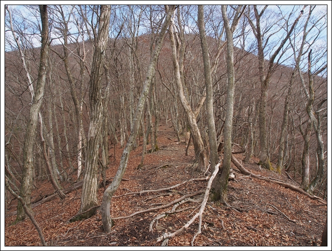 2015/12/05 晩秋の御池岳…伊勢尾から丁字尾根周回_f0052108_1585461.jpg