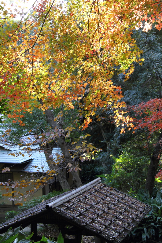 洋館と茶室と紅葉_b0190710_2316970.jpg