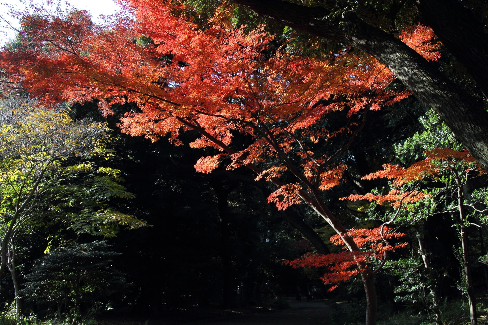 洋館と茶室と紅葉_b0190710_23172382.jpg