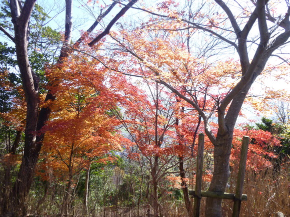 紅葉の美しい　山本山　(324.4M)    登頂 編_d0170615_19143035.jpg