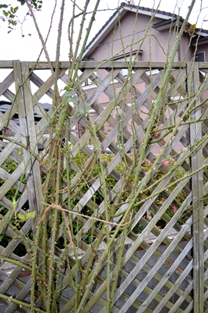 d0096422_17132179.jpg