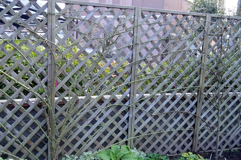 d0096422_17201540.jpg