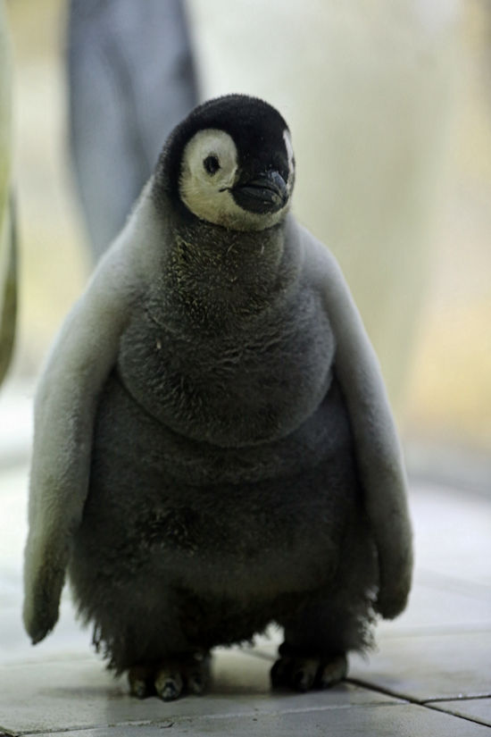 エンペラーペンギンの赤ちゃん 動物園放浪記
