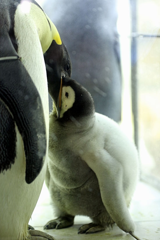 極寒の氷原、赤ちゃん誕生動物奇想天外タテゴトアザラシ＆コウテイペンギン