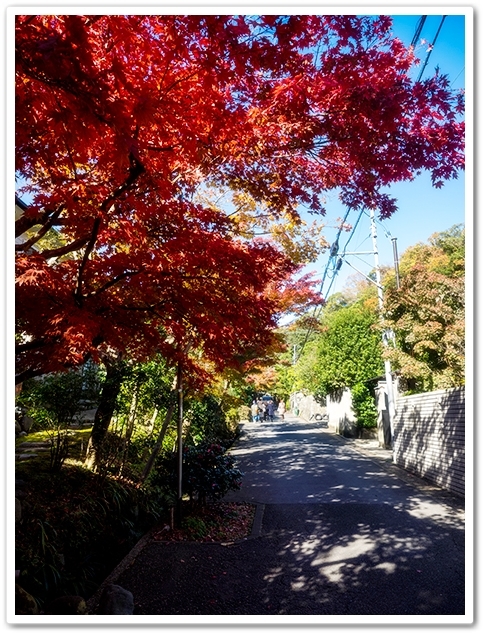 2015年　秋の鎌倉その3　海蔵寺_d0233731_14364242.jpg