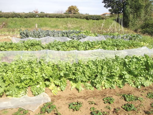 秋野菜はワッサ.わっさと.._b0137932_1235132.jpg