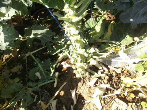 秋野菜はワッサ.わっさと.._b0137932_12375838.jpg