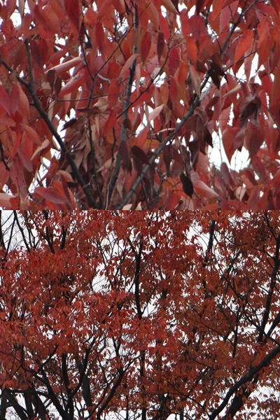 ヒマラヤ桜が満開、地元を散策_d0037233_14175090.jpg