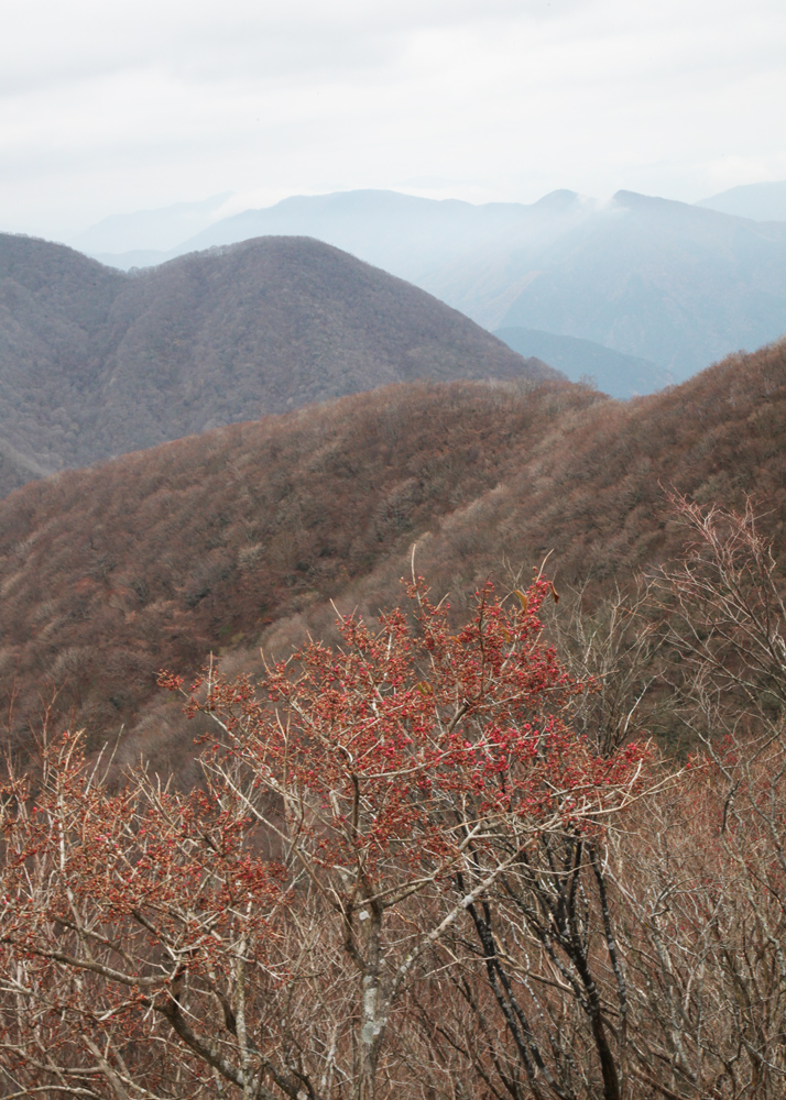 滋賀県米原市　伊吹山ドライブウェイ　紅葉_c0108146_214748100.jpg