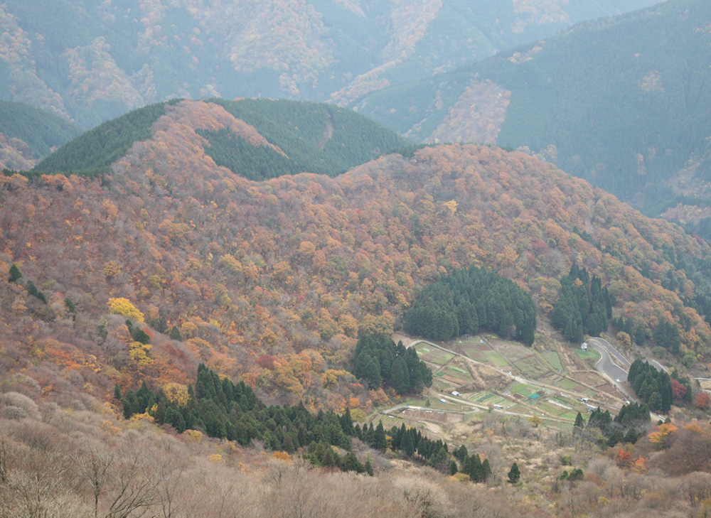 滋賀県米原市　伊吹山ドライブウェイ　紅葉_c0108146_21475648.jpg