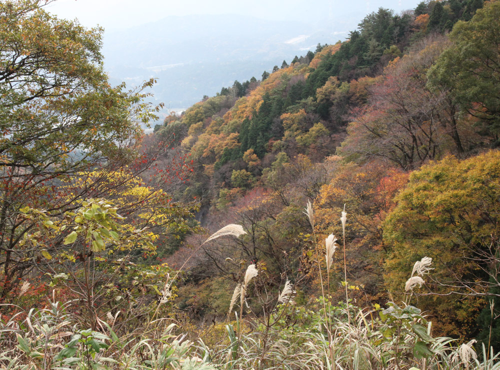 滋賀県米原市　伊吹山ドライブウェイ　紅葉_c0108146_21481626.jpg