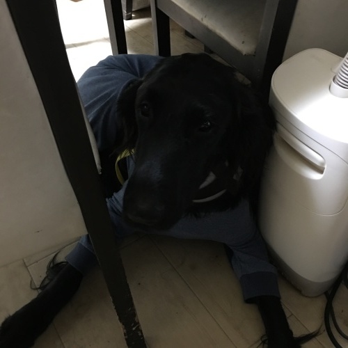 f0095152_20385685.jpeg